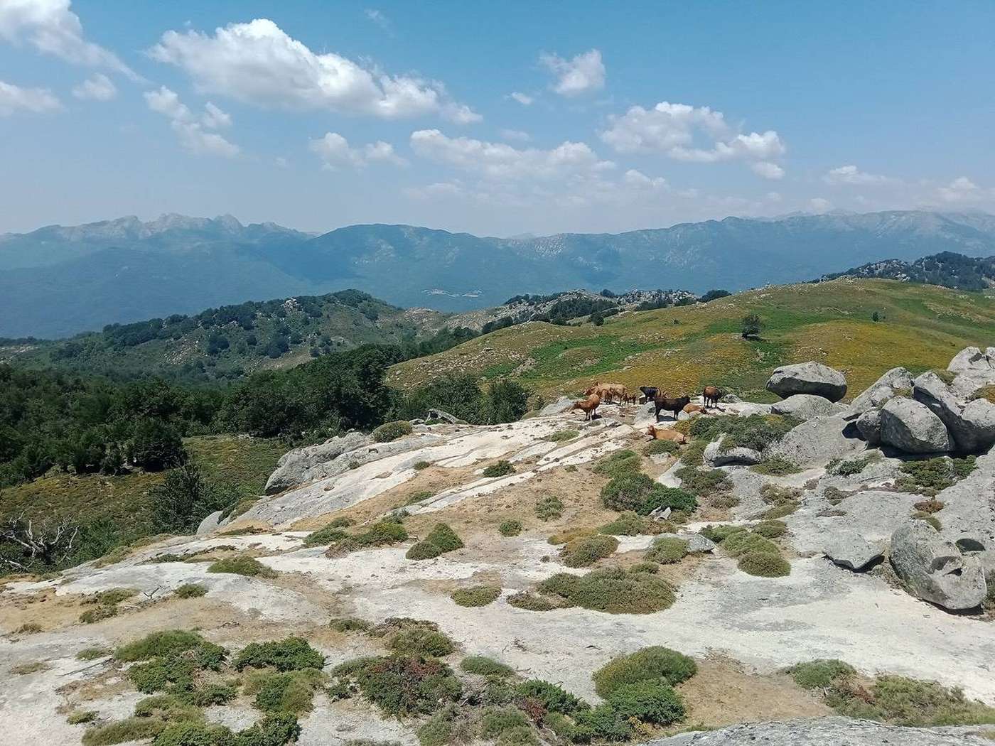 Troupeau de vaches sur un plateau d'altitude de l'intérieur de la Corse-du-Sud.